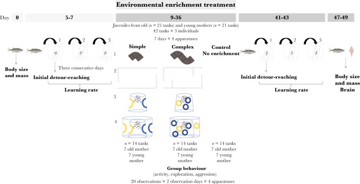 Effects of maternal age and environmental enrichment on learning ability and brain size.