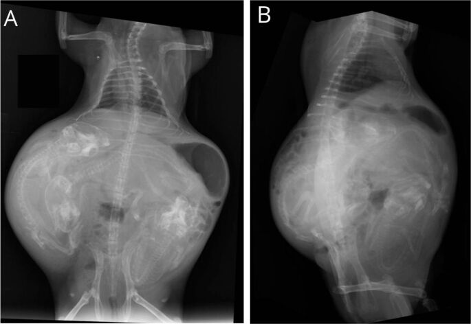 Fetal dystocia in guinea pigs: A case report.