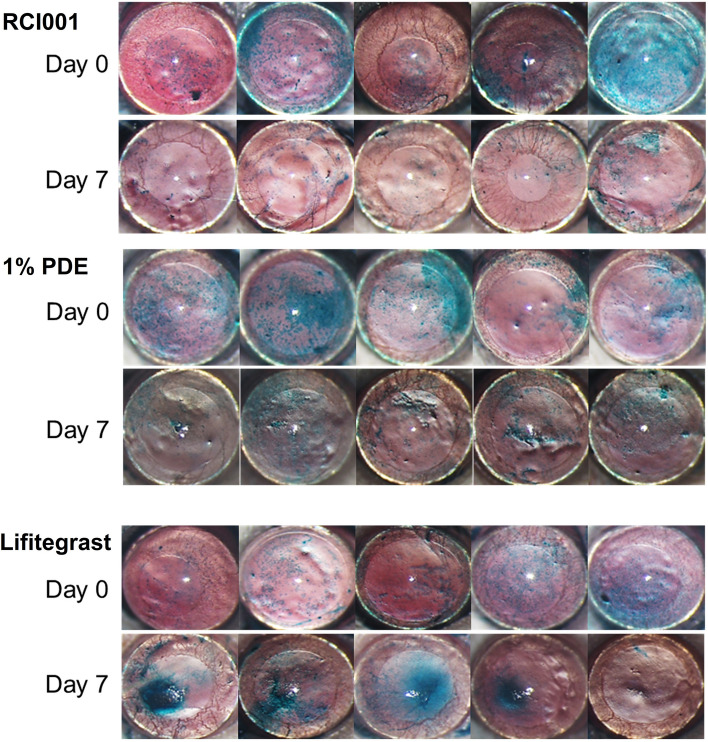 Efficacy of RCI001 as a therapeutic candidate of dry eye disease in a modified mixed dry eye model.