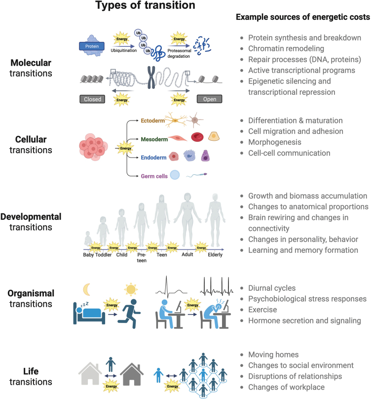 The energetics of cellular life transitions.