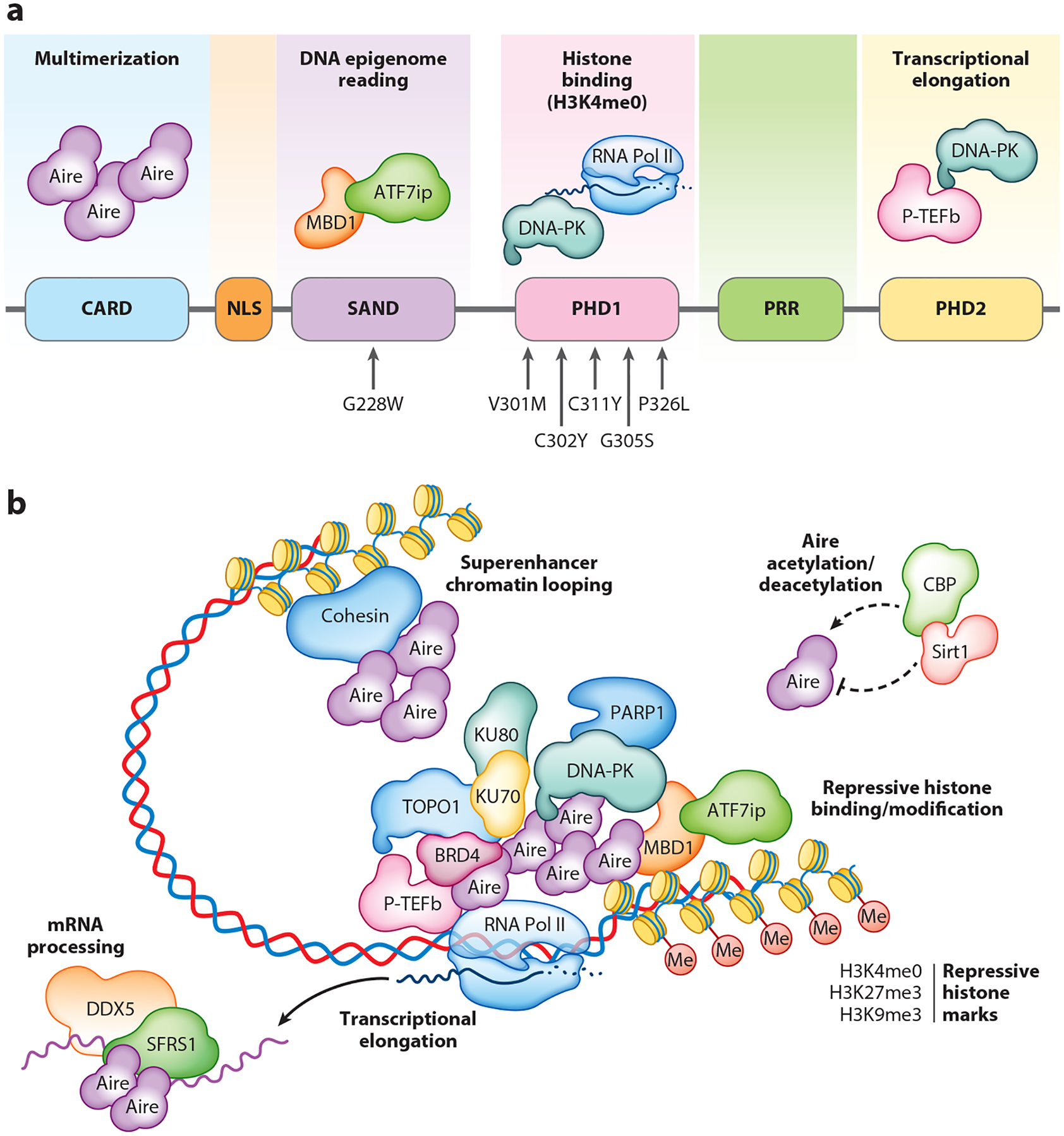 Aire in Autoimmunity.