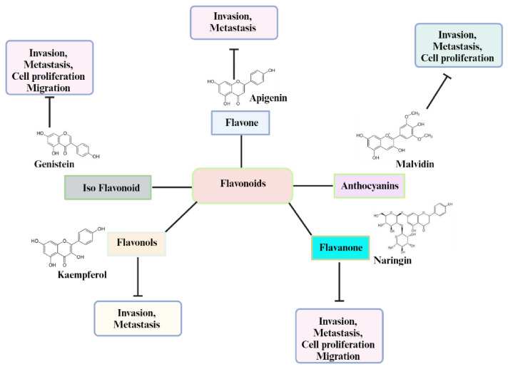 Unveiling the power of flavonoids: A dynamic exploration of their impact on cancer through matrix metalloproteinases regulation.
