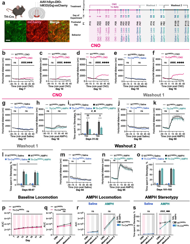 Adolescent chemogenetic activation of dopaminergic neurons leads to reversible decreases in amphetamine-induced stereotypic behavior.