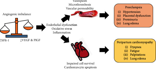 Connecting the Dots: Exploring the Interplay Between Preeclampsia and Peripartum Cardiomyopathy.
