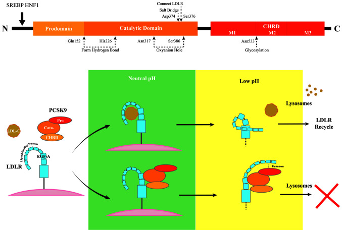 Effects of PCSK9 on thrombosis and haemostasis in a variety of metabolic states: Lipids and beyond (Review).