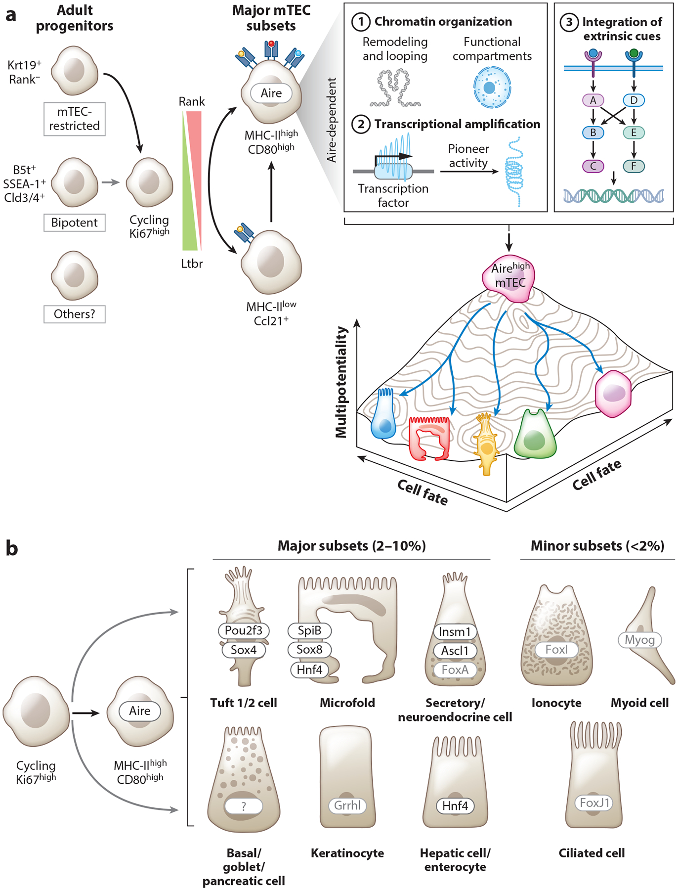 Aire in Autoimmunity.