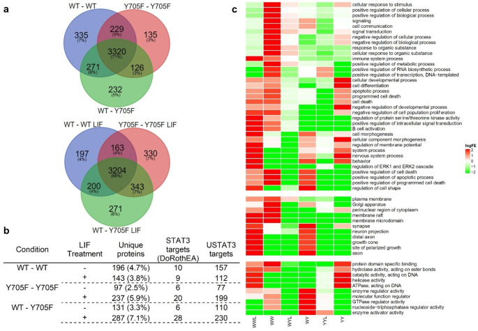 Asymmetric post-translational modifications regulate the nuclear translocation of STAT3 homodimers in response to leukemia inhibitory factor.