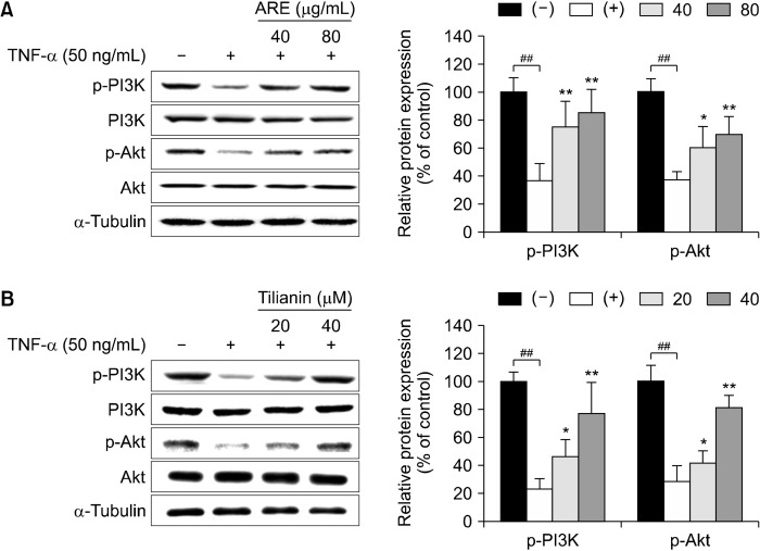 Korean Mint (<i>Agastache rugosa</i>) Extract and Its Bioactive Compound Tilianin Alleviate Muscle Atrophy via the PI3K/Akt/FoxO3 Pathway in C2C12 Myotubes.