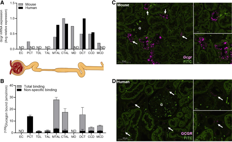 Incretin and glucagon receptor polypharmacology in chronic kidney disease.