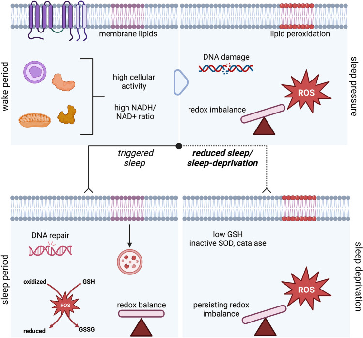 Phylogenetic conservation of the interdependent homeostatic relationship of sleep regulation and redox metabolism.