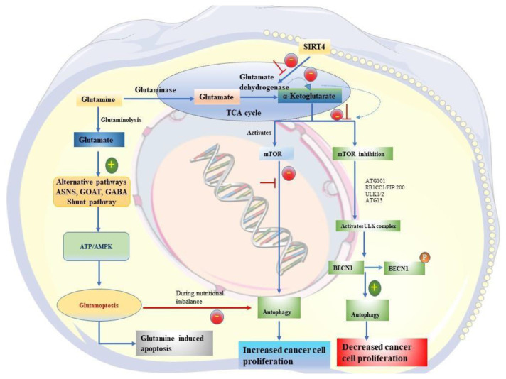 Glutaminase - A potential target for cancer treatment.