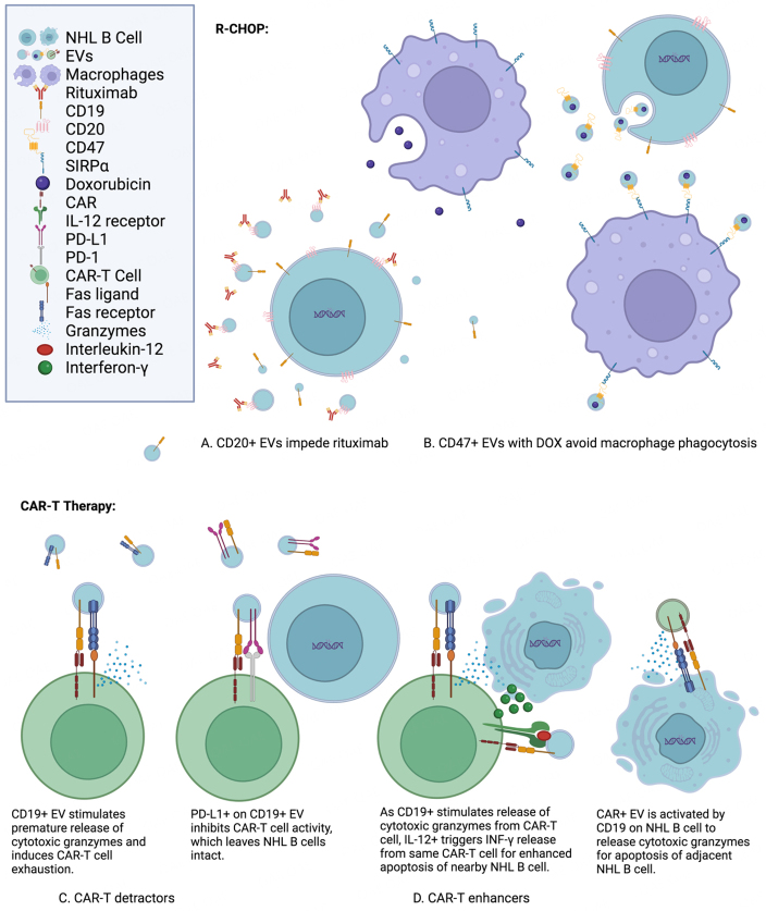 The multifaceted roles of extracellular vesicles for therapeutic intervention with non-Hodgkin lymphoma.