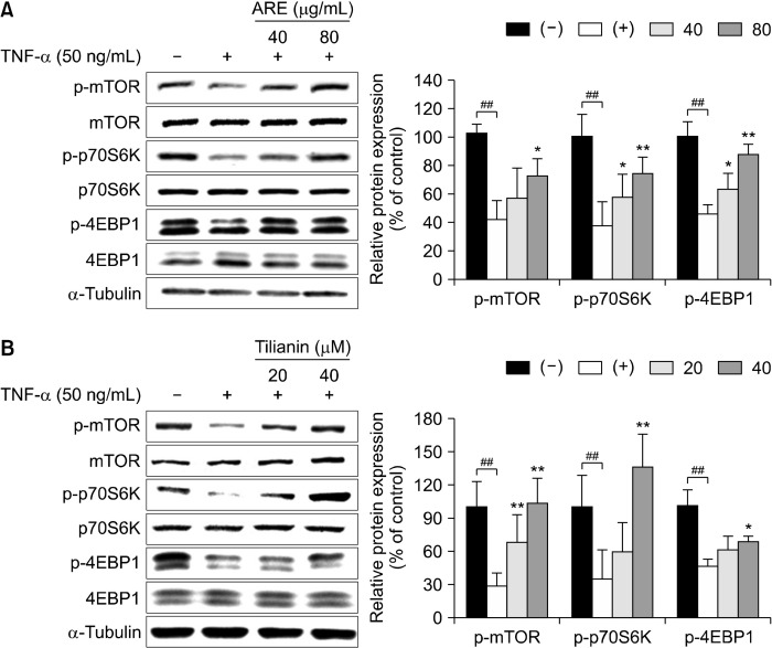 Korean Mint (<i>Agastache rugosa</i>) Extract and Its Bioactive Compound Tilianin Alleviate Muscle Atrophy via the PI3K/Akt/FoxO3 Pathway in C2C12 Myotubes.