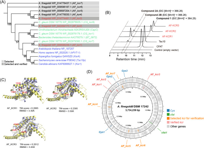 Identification of 3-ketocapnine reductase activity within the human microbiota.