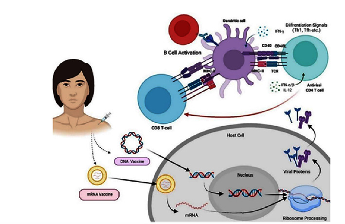 Immunization against Medically Important Human Coronaviruses of Public Health Concern.