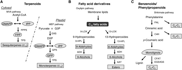 Research advances in regulation and genetic engineering of floral scents.