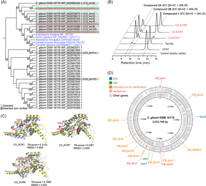 Identification of 3-ketocapnine reductase activity within the human microbiota.