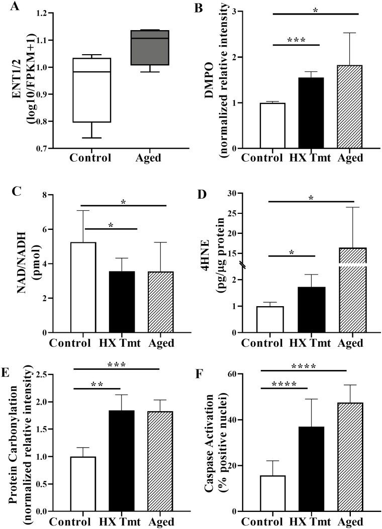 Hypoxanthine Induces Signs of Bladder Aging With Voiding Dysfunction and Lower Urinary Tract Remodeling.