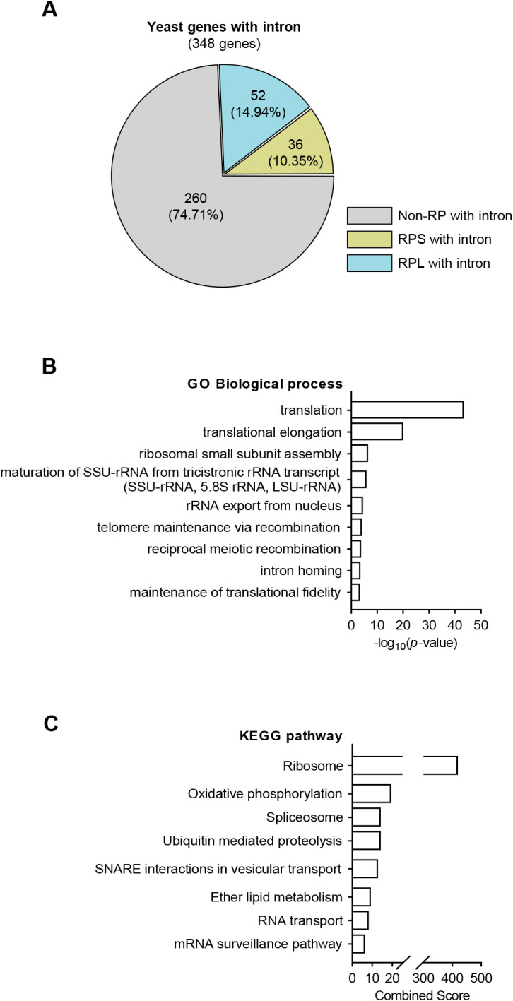 Yeast Small Ubiquitin-Like Modifier (SUMO) Protease Ulp2 is Involved in RNA Splicing.