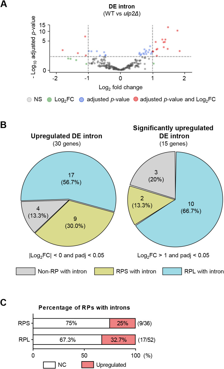 Yeast Small Ubiquitin-Like Modifier (SUMO) Protease Ulp2 is Involved in RNA Splicing.