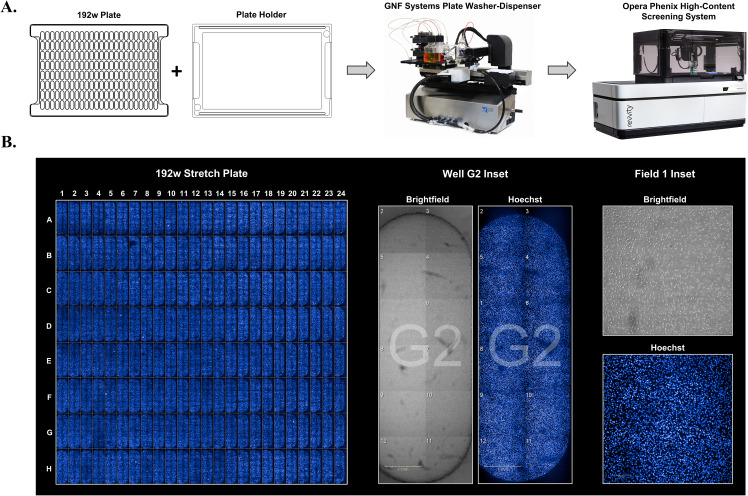 A high throughput cell stretch device for investigating mechanobiology <i>in vitro</i>.