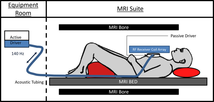 Sex Differences in Aging-related Myocardial Stiffening Quantitatively Measured with MR Elastography.