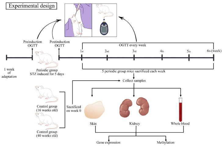 Exploring the impact of diabetes on aging: insights from TERT and COL1A1 methylation.