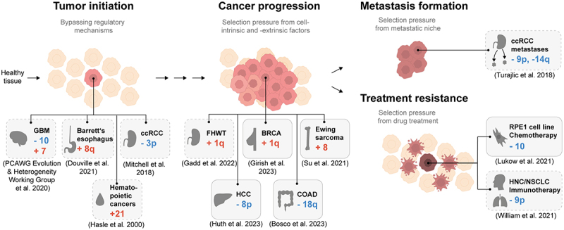 Selection forces underlying aneuploidy patterns in cancer.