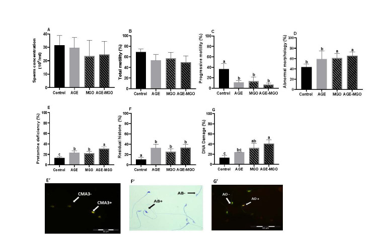 Effects of Acute Exposure to Methylglyoxal or/and A Diet Rich in Advanced Glycation End Products on Sperm Parameters in Mice.