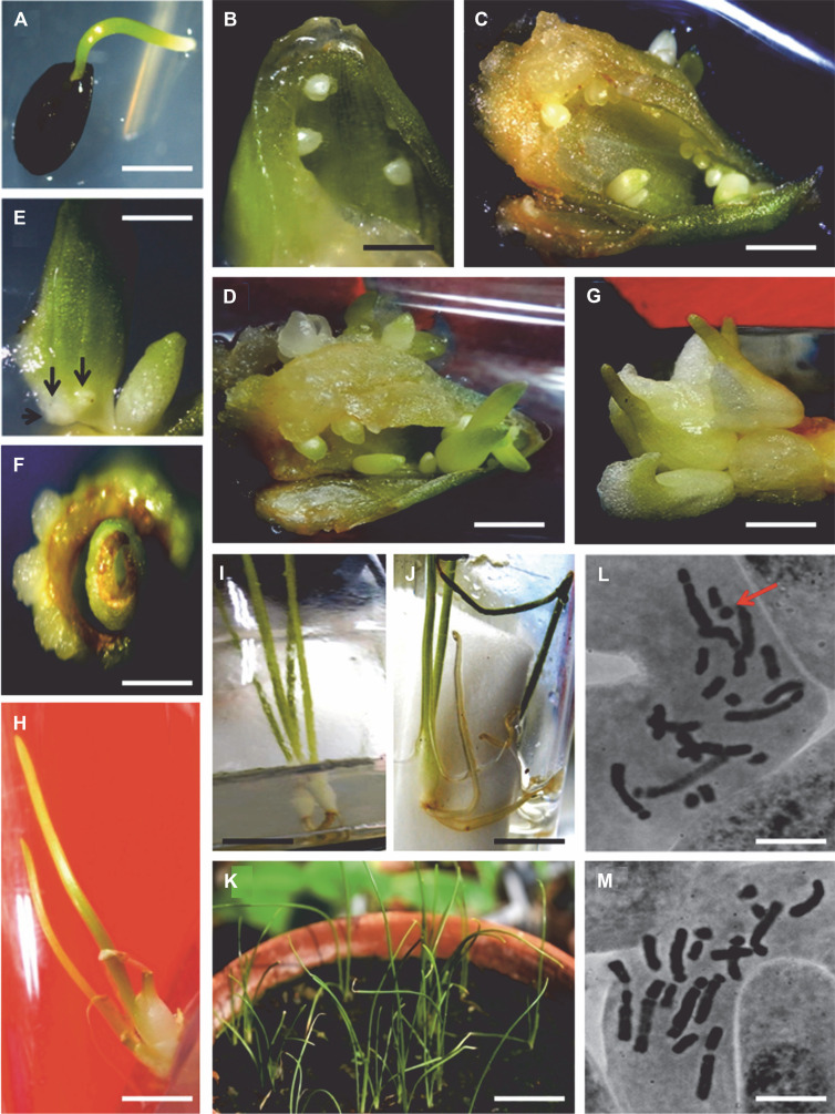 Micropropagation of <i>Dipcadi montanum</i> (Dalz.) Baker (<i>Asparagaceae</i>): a rare scapigerous herb.