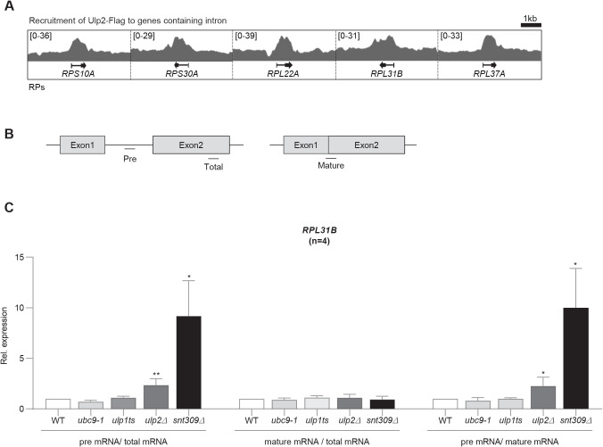 Yeast Small Ubiquitin-Like Modifier (SUMO) Protease Ulp2 is Involved in RNA Splicing.