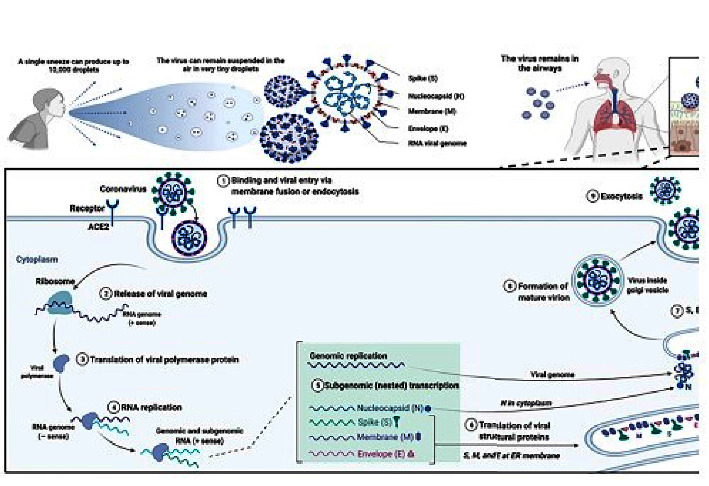 Immunization against Medically Important Human Coronaviruses of Public Health Concern.