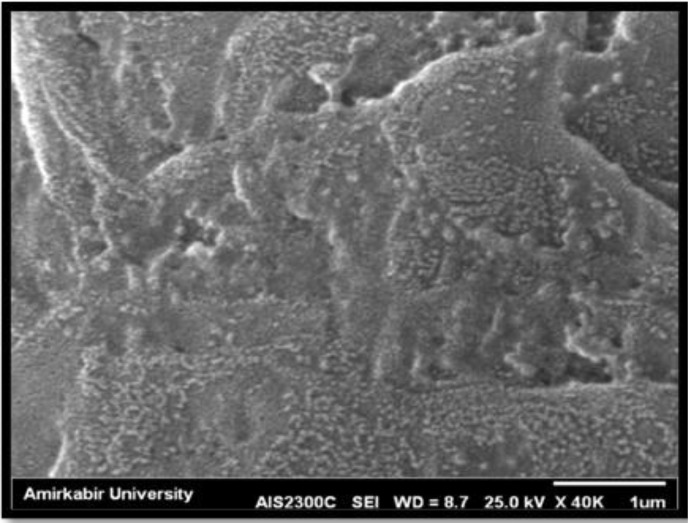 Development and Optimization of a Nanoparticle-Based Imidacloprid Insecticide for Effective Control of <i>Blattella germanica</i>.