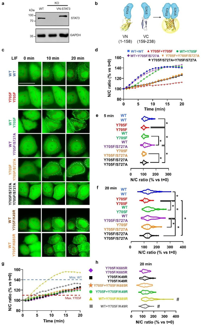 Asymmetric post-translational modifications regulate the nuclear translocation of STAT3 homodimers in response to leukemia inhibitory factor.