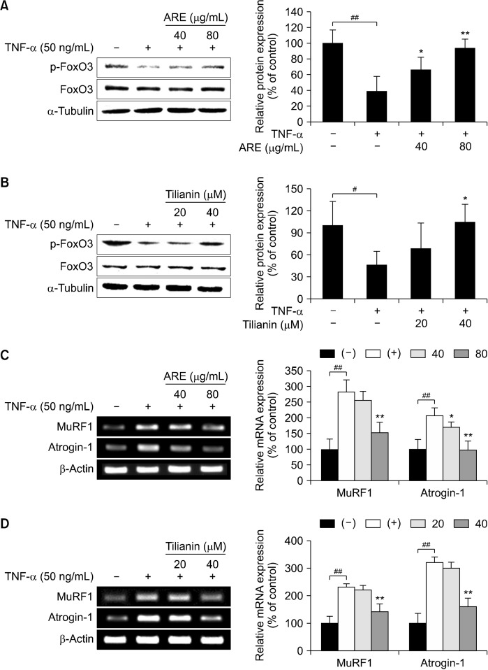 Korean Mint (<i>Agastache rugosa</i>) Extract and Its Bioactive Compound Tilianin Alleviate Muscle Atrophy via the PI3K/Akt/FoxO3 Pathway in C2C12 Myotubes.