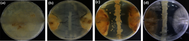 Study of Pathogenicity Test, Antifungal Activity, and Secondary Metabolites of <i>Bacillus</i> spp. from Lake Bogoria as Biocontrol of <i>Rhizoctonia solani</i> Kühn in <i>Phaseolu</i>s <i>vulgaris</i> L.
