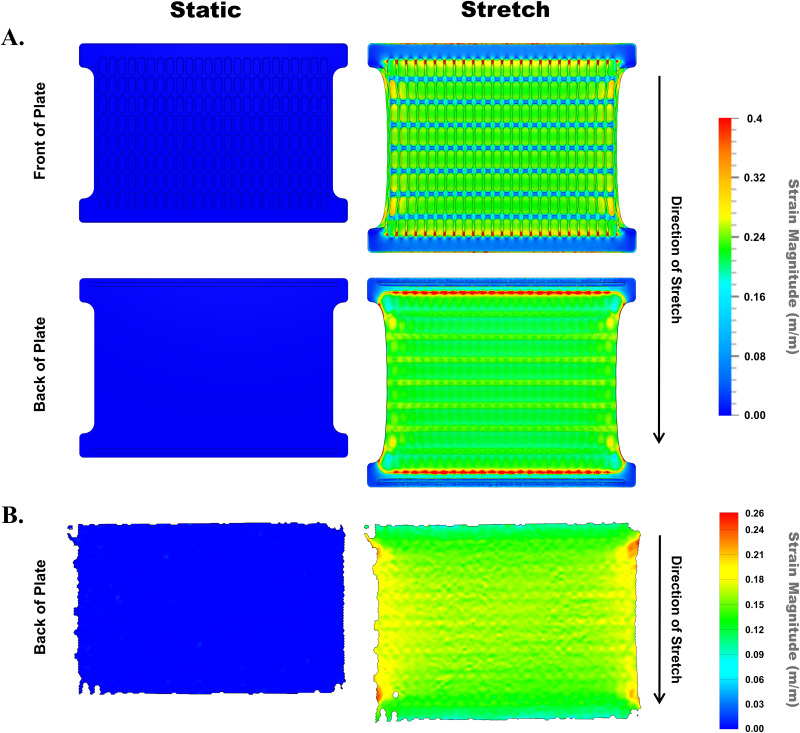 A high throughput cell stretch device for investigating mechanobiology <i>in vitro</i>.