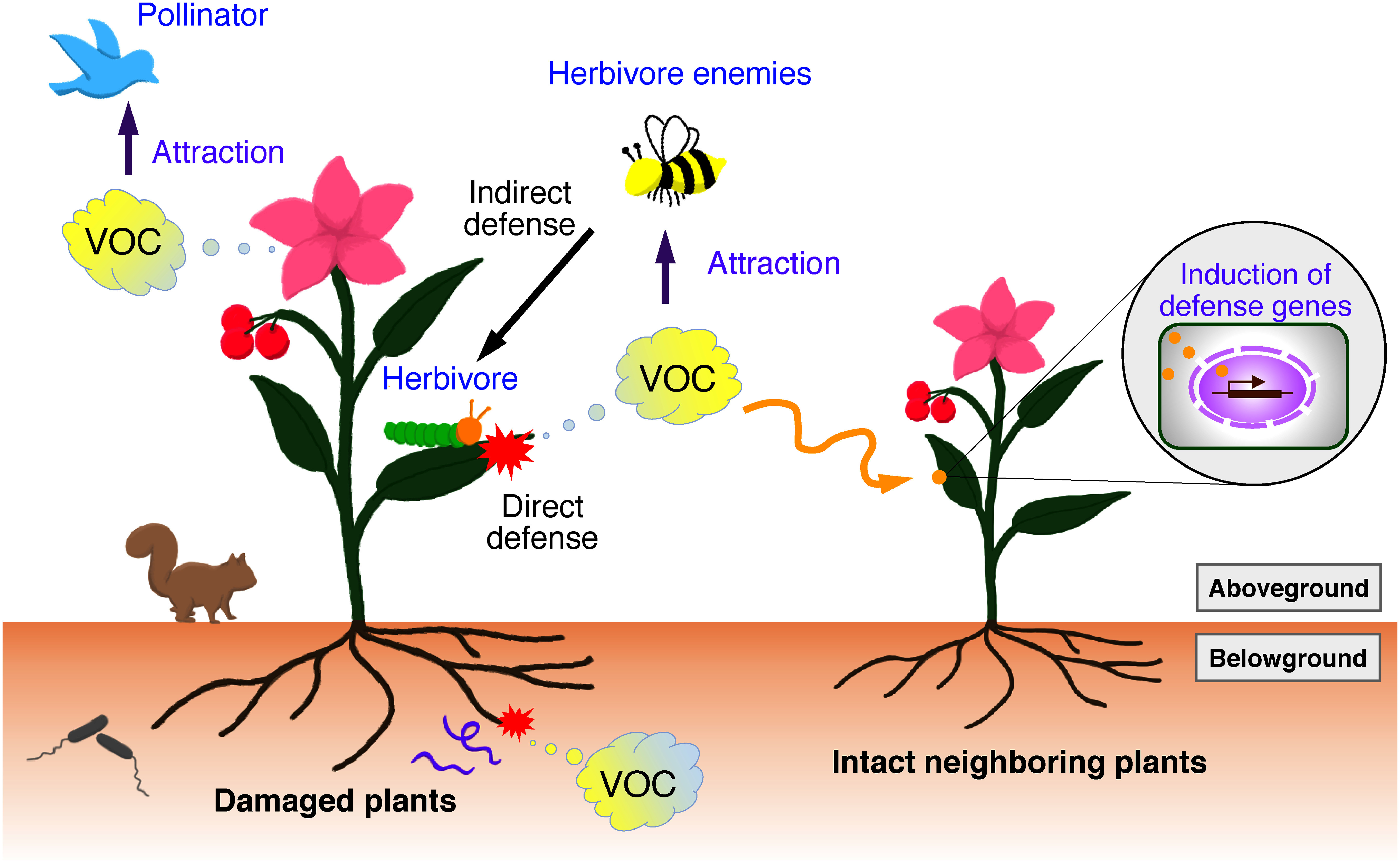 Research advances in regulation and genetic engineering of floral scents.