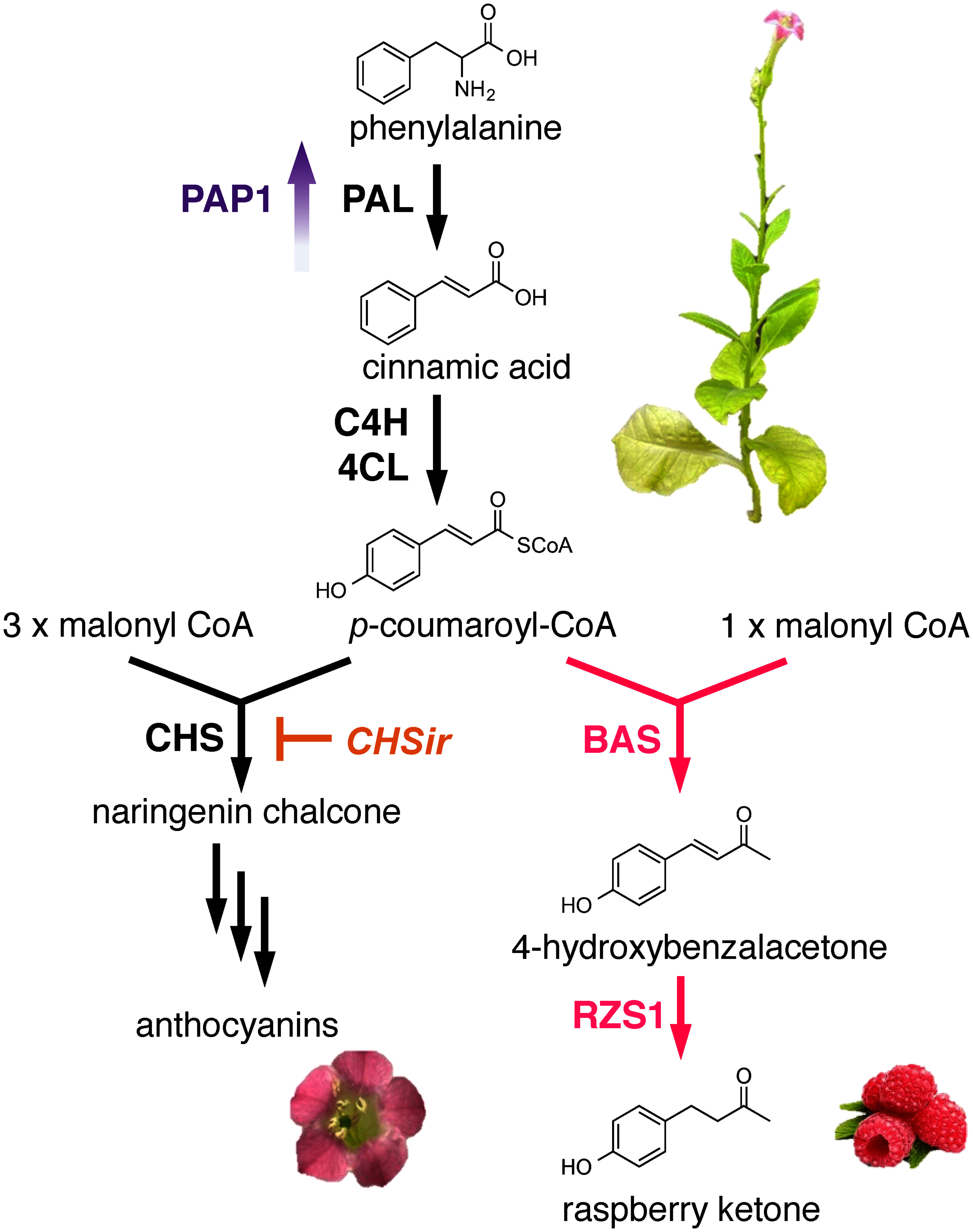 Research advances in regulation and genetic engineering of floral scents.