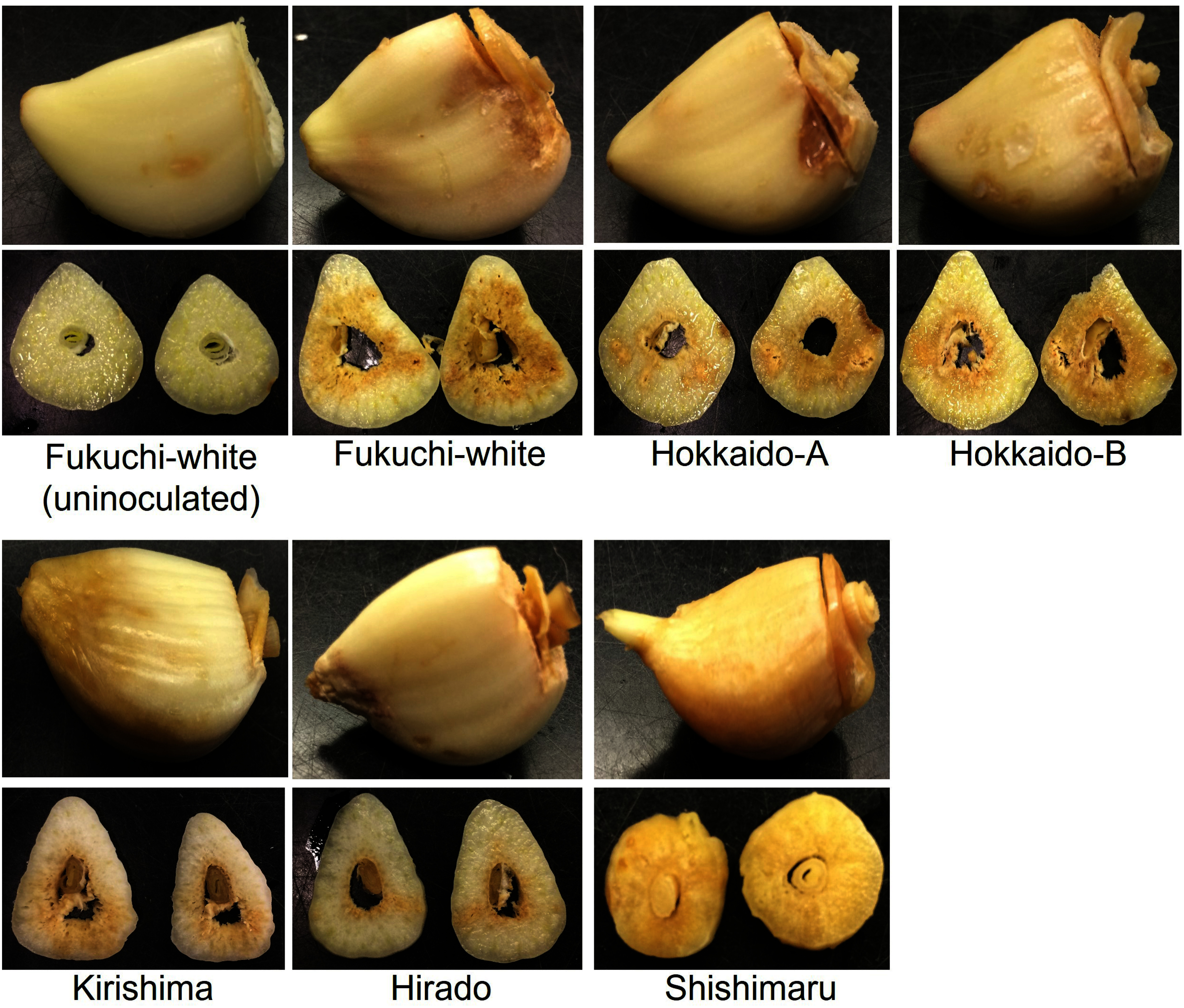 Evaluation of host status of garlic varieties for a plant-parasitic nematode, <i>Ditylenchus destructor</i>, by using in vitro inoculation.