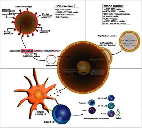 Immunization against Medically Important Human Coronaviruses of Public Health Concern.