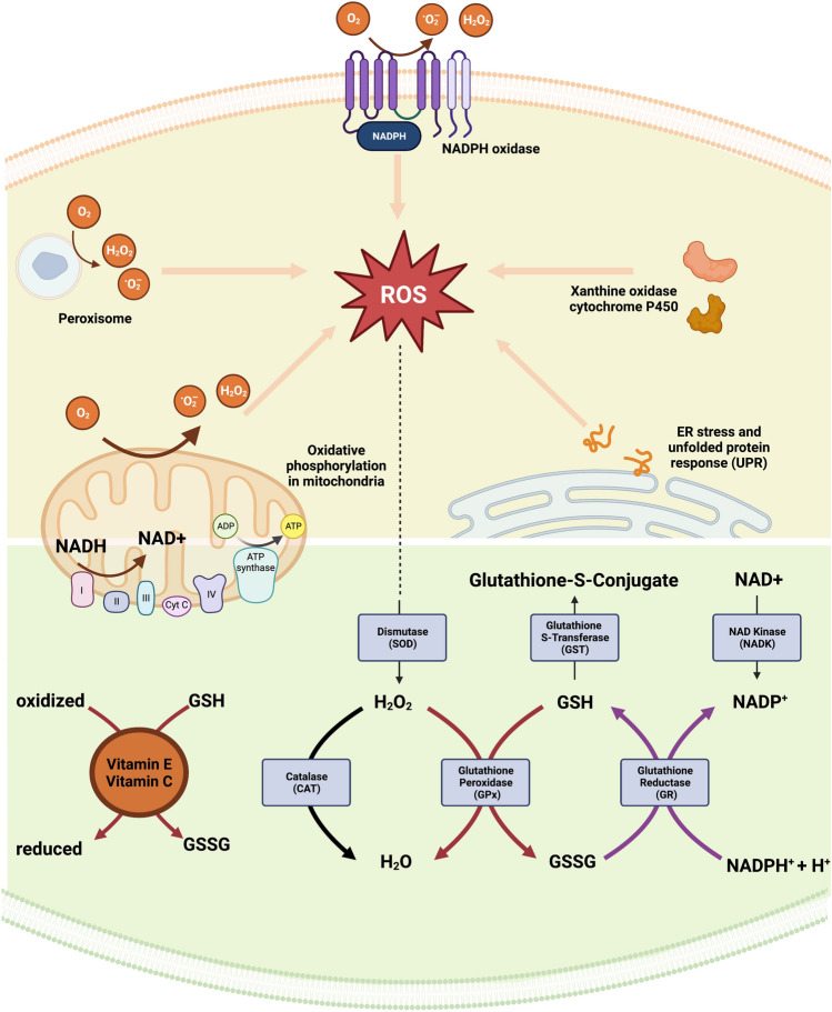 Phylogenetic conservation of the interdependent homeostatic relationship of sleep regulation and redox metabolism.