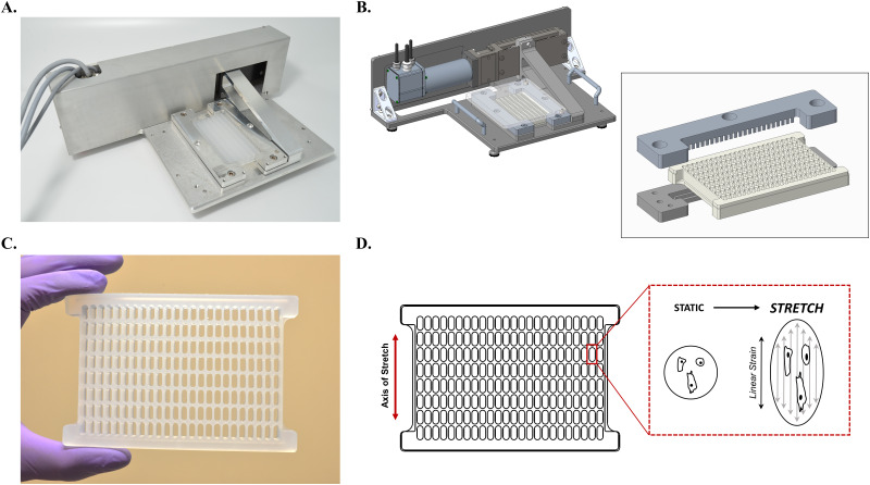 A high throughput cell stretch device for investigating mechanobiology <i>in vitro</i>.