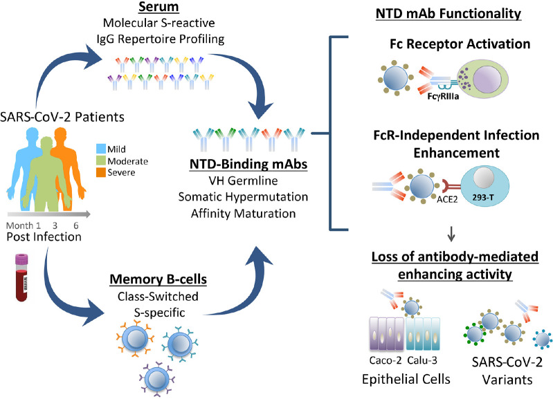 Characteristics and Functions of Infection-enhancing Antibodies to the N-terminal Domain of SARS-CoV-2.