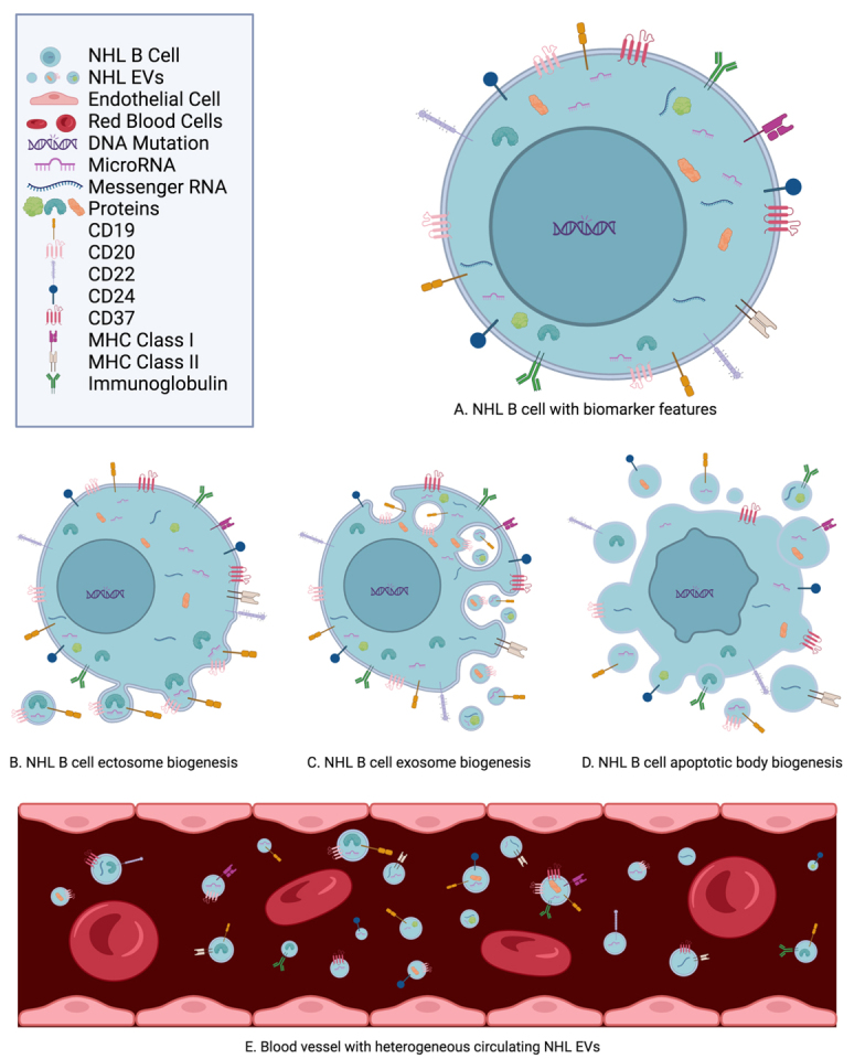 The multifaceted roles of extracellular vesicles for therapeutic intervention with non-Hodgkin lymphoma.