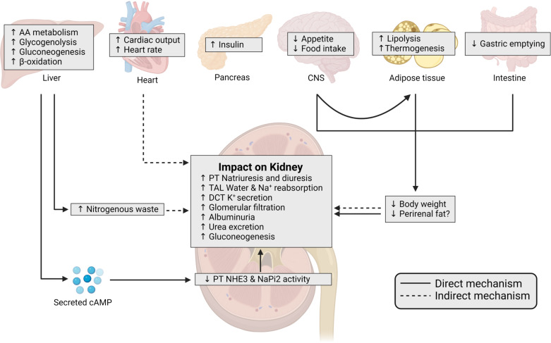 Incretin and glucagon receptor polypharmacology in chronic kidney disease.