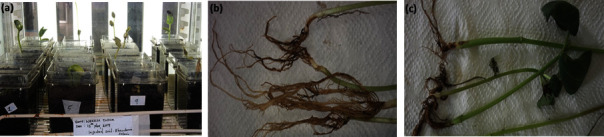 Study of Pathogenicity Test, Antifungal Activity, and Secondary Metabolites of <i>Bacillus</i> spp. from Lake Bogoria as Biocontrol of <i>Rhizoctonia solani</i> Kühn in <i>Phaseolu</i>s <i>vulgaris</i> L.