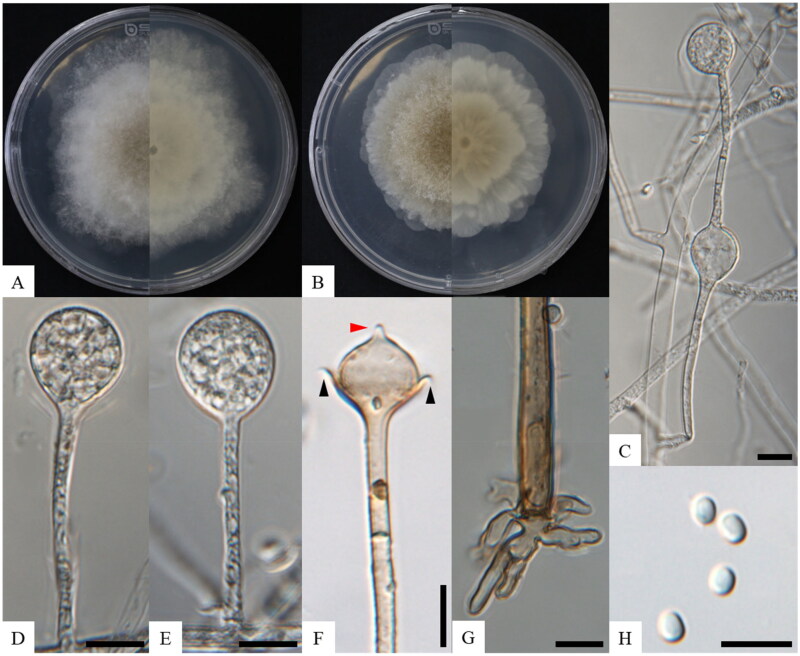 Molecular Identification of a New Species of <i>Absidia</i> (Cunninghamellaceae, Mucorales) Isolated from Soil in Korea.