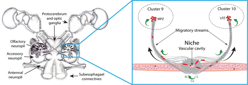 Longitudinal tracking of hemocyte populations in vivo indicates lineage relationships and supports neural progenitor identity in adult neurogenesis.