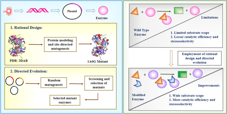 Enzymatic Routes for Chiral Amine Synthesis: Protein Engineering and Process Optimization.